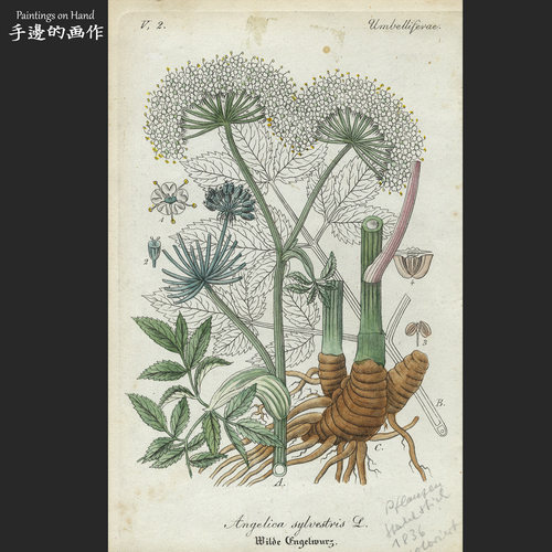 铜版画古董收藏手工上色植物学