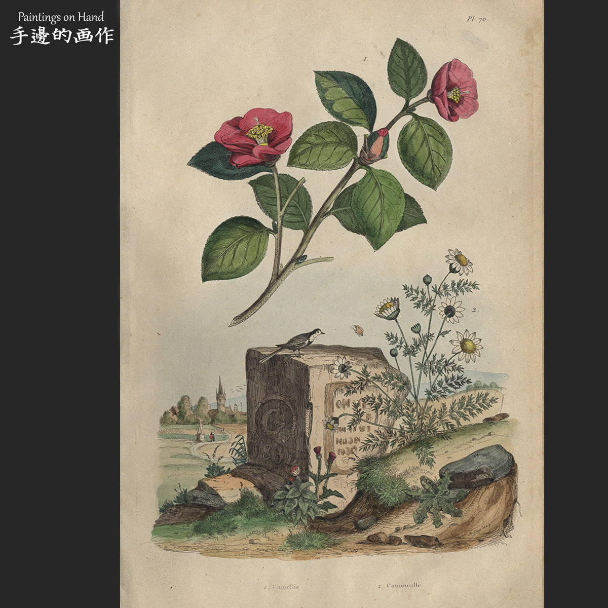 法国1830年代原版手工上色雕刻铜版画艺术博物/de Sainson/山茶花