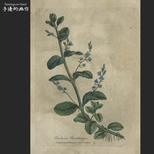 英國1790年古董手工上色銅版 有柄水苦荬 Dr.Woodville 畫博物收藏