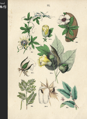 德国1881年古董手工上色平印版画植物图鉴收藏/C.Hoffmann/花卉57