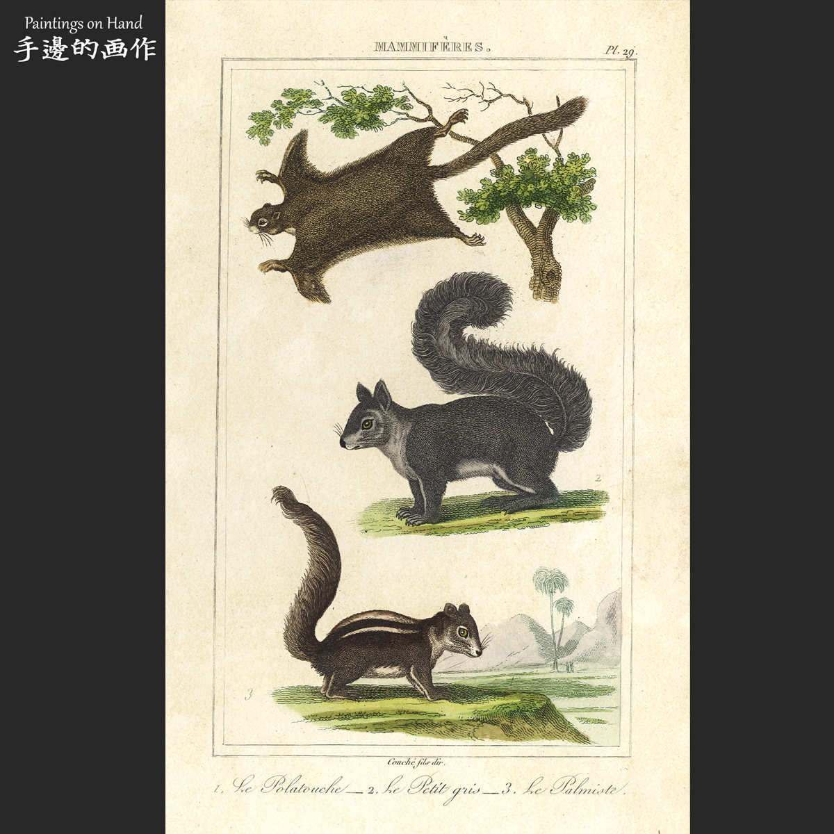 法国1820年古董手工上色雕版铜版画 博物动物图鉴画芯/飞鼠灰松鼠