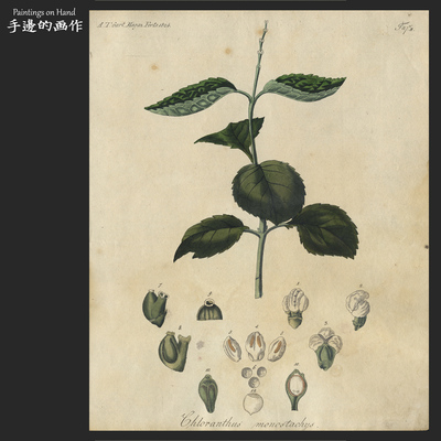 英国铜版画手工上色植物学复古