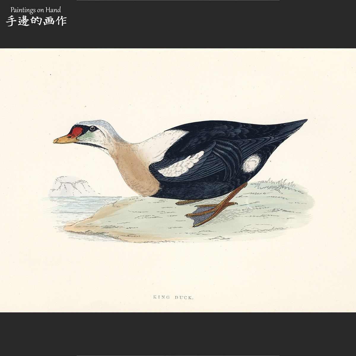 英国1864年手工上色彩色木刻版画动物艺术老物件/大英鸟类/王绒鸭