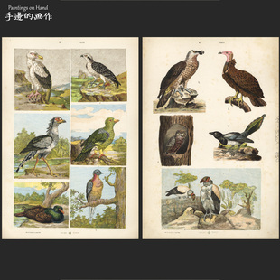 奥地利1885年古董大幅双面石印版画 装饰艺术 博物科普/猛禽 鹰鹫