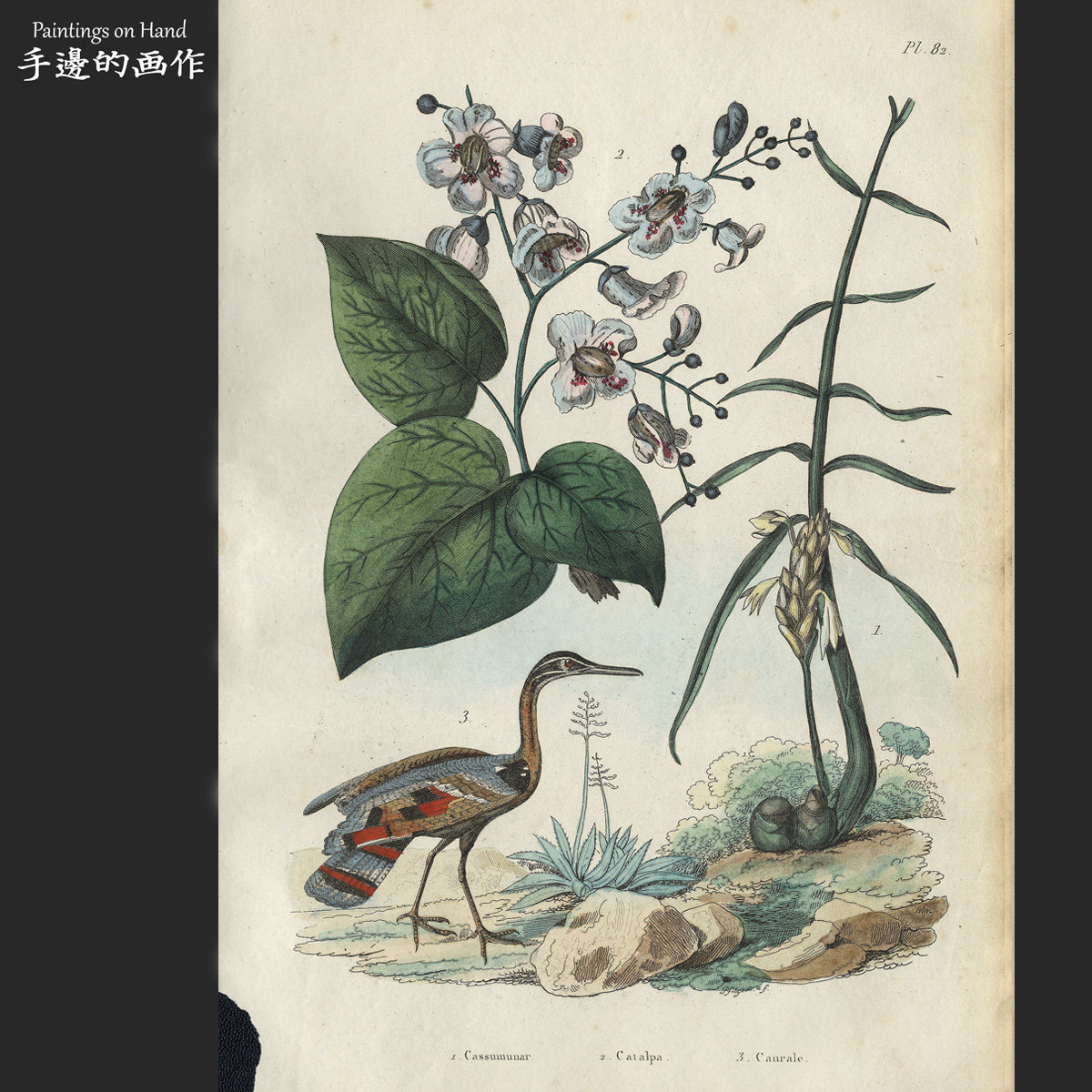 法国1837年原版手工上色雕刻铜版画博物/de Sainson/印度姜 梓树