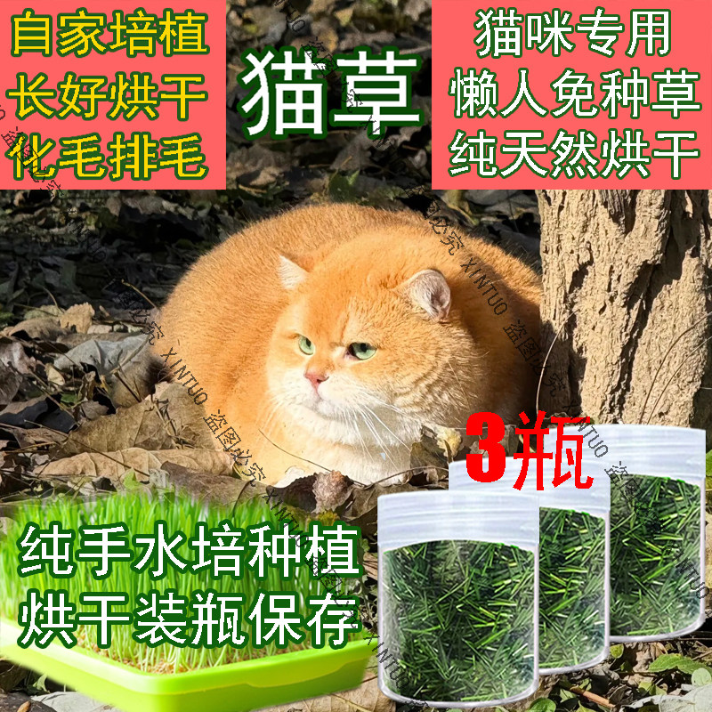 爆款猫草烘干猫咪即食懒人新鲜小麦草干猫草排毛清口气洁齿水培