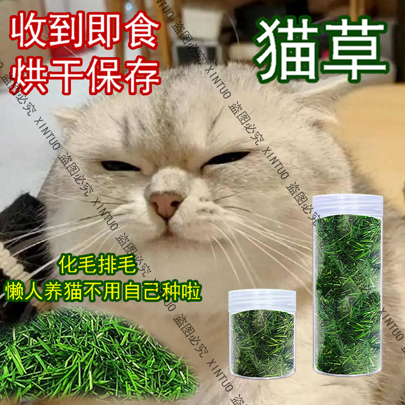 XINTUO新鲜猫草烘干即食化毛球猫咪催吐小麦草猫草干草清口气洁齿