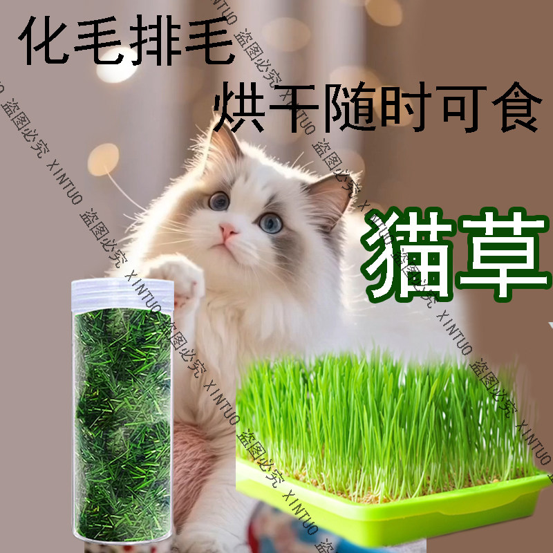 猫草烘干猫咪专用化毛排毛猫咪零食去毛球洁齿小麦草已成好营养草