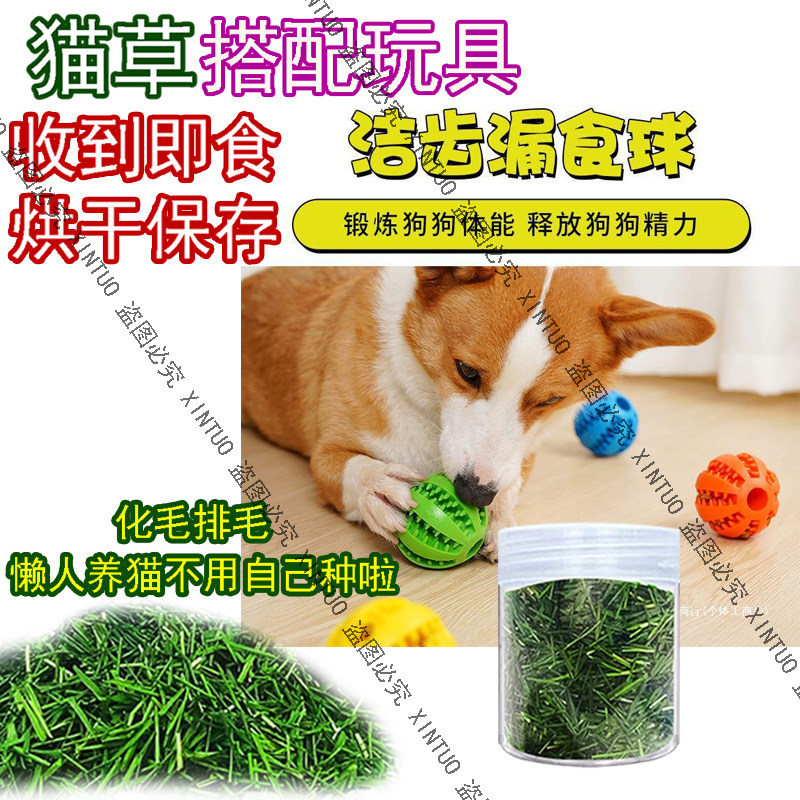 XINTUO新鲜烘干即食猫草去毛球猫咪猫草助消化狗狗漏食球玩具磨牙