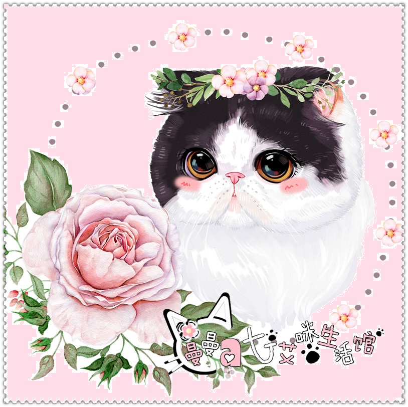 *曼曼艾咪*cfa绿纸带繁育权异国短毛猫加菲猫种猫母猫《jessica》