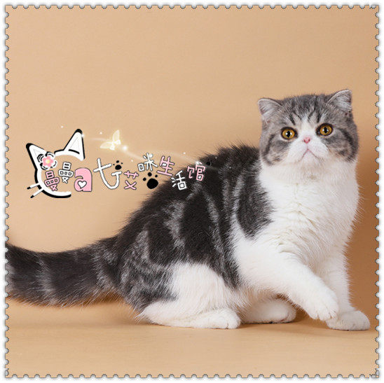 sold*曼曼艾咪*cfa猫舍带繁育权异国短毛猫蓝白纯种加菲猫咪活体