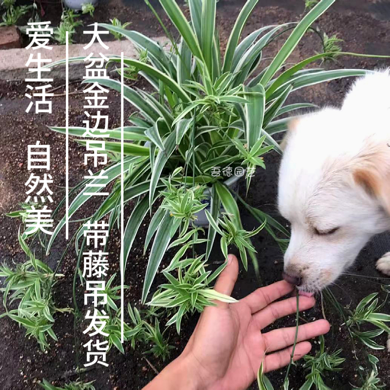 基地直发大盆金边吊兰带藤吊花剑绿植盆栽植物花卉净化空气吸甲醛