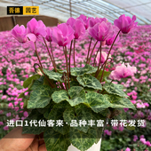 进口F1代仙客来盆栽花卉年宵花带花开花室内客厅书房餐厅省事好养