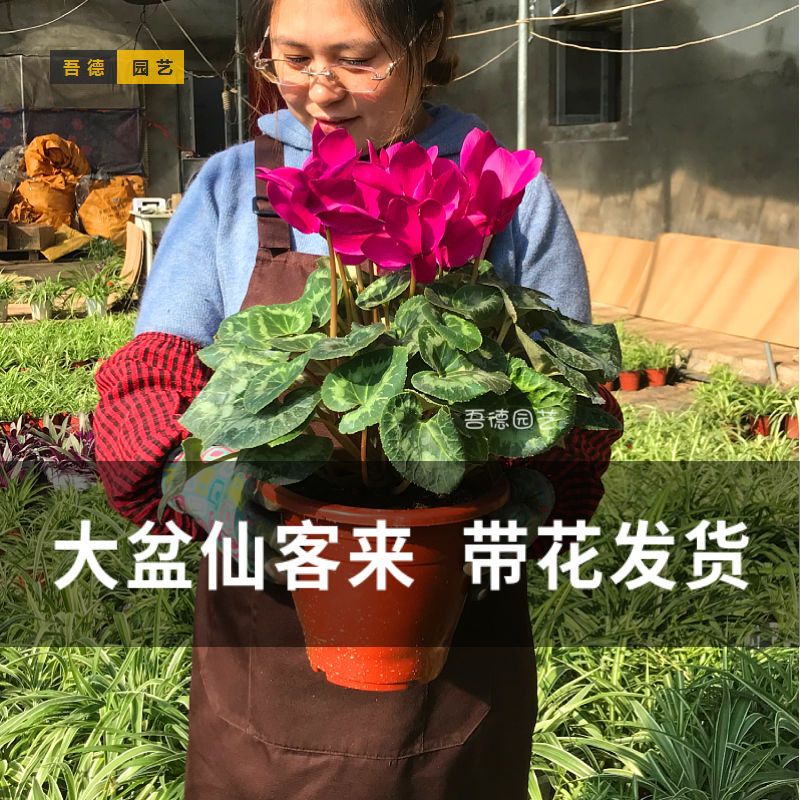 进口F1代大盆仙客来带花多色可选