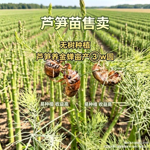 现挖现发易成活发芽快生长势旺