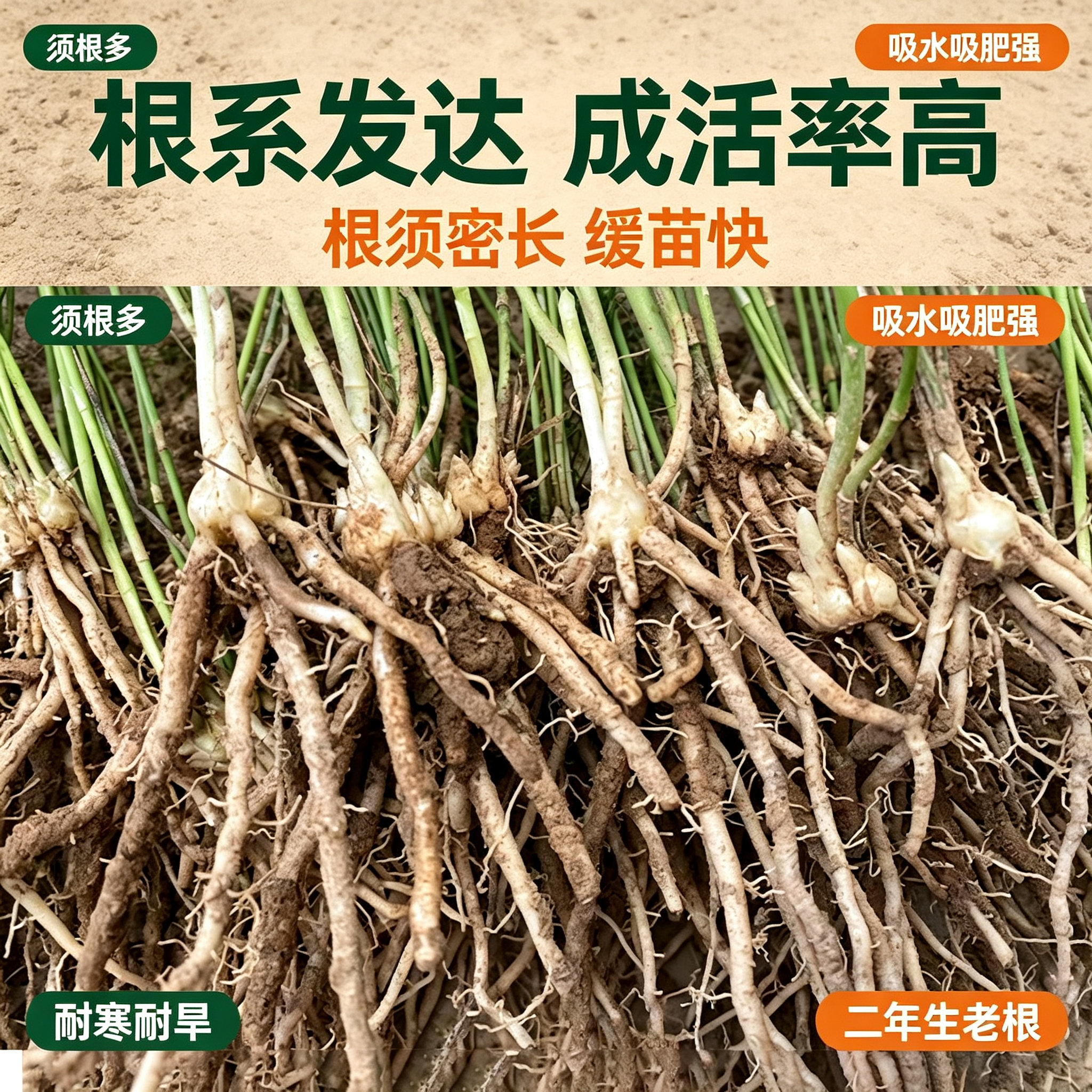 绿芦笋根苗现挖四季种植阳台盆栽