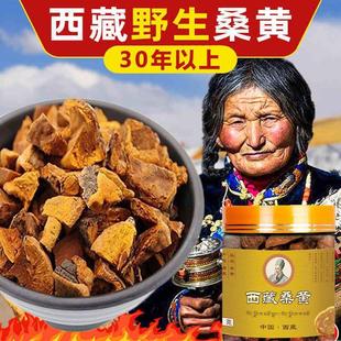 西藏野生桑黄30年正宗西藏桑树桑黄野生纯天然金边桑黄灵芝桑plus