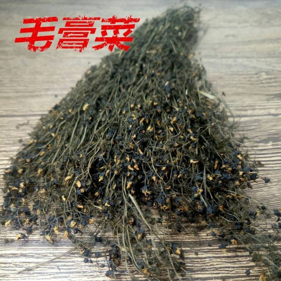 热销中药材茅膏菜 茅蒿菜一粒金丹流泪草毛膏菜落地珍珠草包邮
