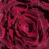 玫瑰花重瓣红玫瑰基地直供花青素