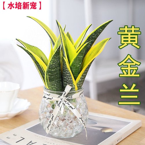 黄金虎皮兰植物盆栽室内虎尾兰