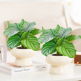 青苹果盆栽室内四季 水培植物客厅好养绿植花卉净化空气桌面水养花