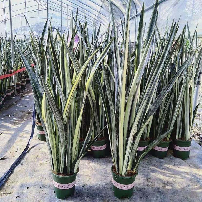 银玉剑兰 贵族虎皮兰美观净化空气办公室客厅窗台创艺盆栽