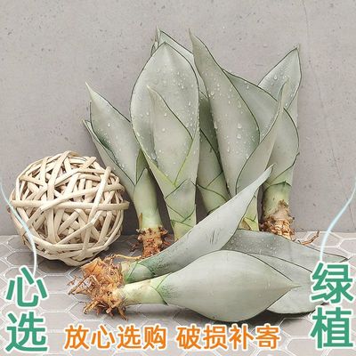 白玉月光虎皮兰苗水培客厅办公桌摆室内除甲醛防辐射绿植花卉盆栽