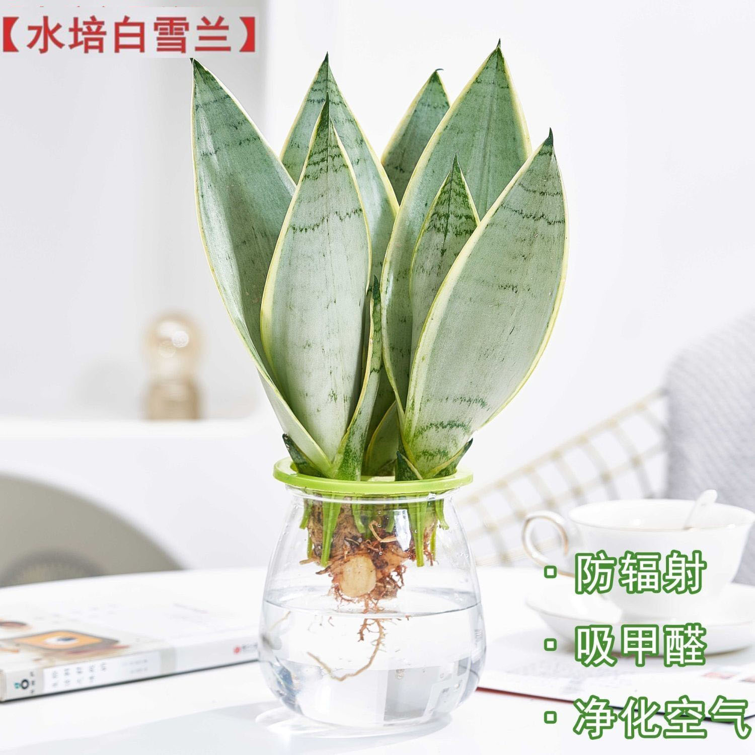 白雪虎皮兰稀有绿植盆栽水培植物室内花卉好养吸甲醛水养办公室花