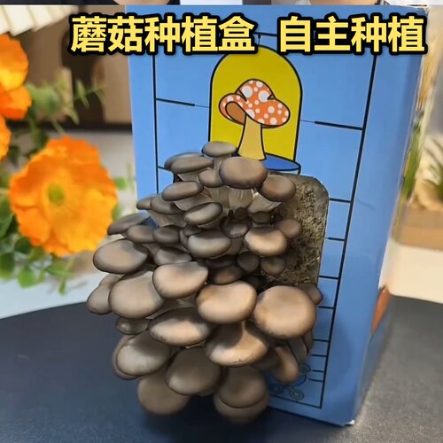 蘑菇种植盒益智玩具包邮盒子礼盒平包食用菌娃娃绿植幼儿园养殖盒