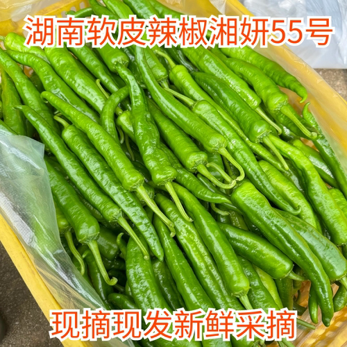 湖南永州湘妍55号95号软皮青辣椒青尖椒薄皮中辣椒微辣脆皮虎皮椒