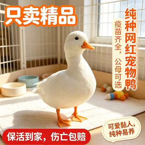 【保活到家】纯种网红宠物鸭柯尔鸭活体公母可选可爱亲人纯种易养