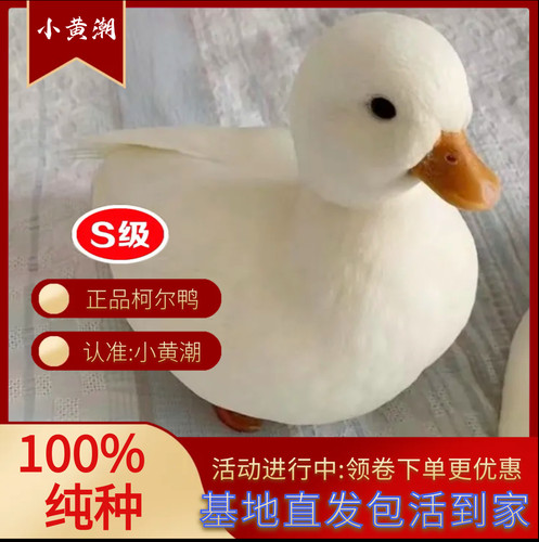 柯尔鸭S级赛级可达鸭科尔鸭奶盖幼崽宠物鸭活体幼仔苗小萌宠物鸭