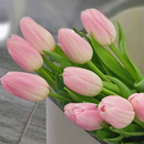 4颗郁金香自然球进口种球土水培耐寒花卉冬季 风信子开花 盆栽四季