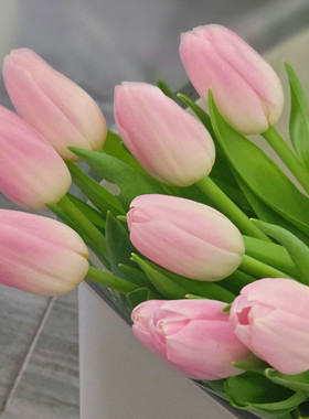 4颗郁金香5度球进口种球土水培耐寒花卉冬季盆栽四季风信子开花