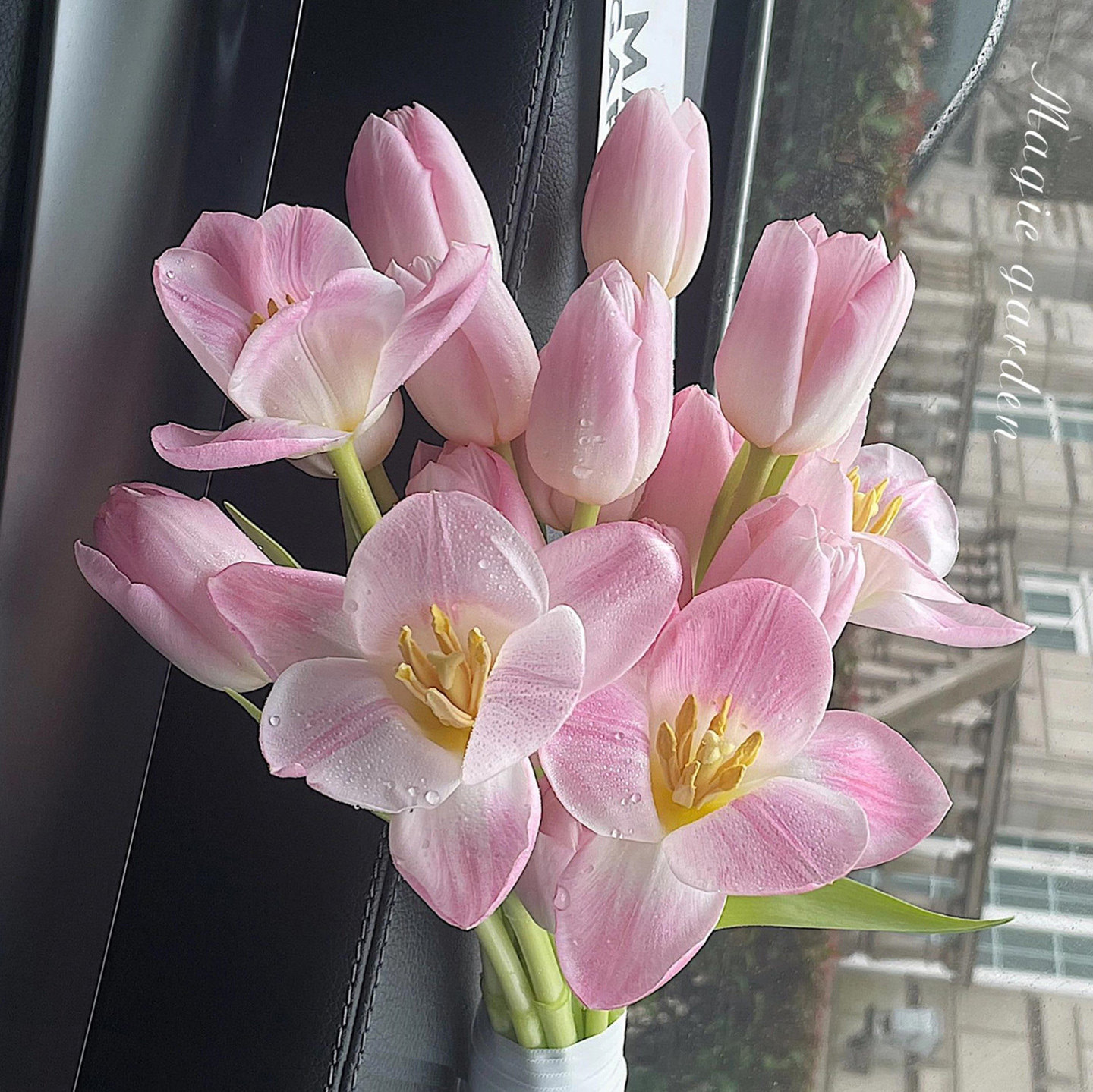 【直播专享】水培套装5度球郁金香12+大种球进口土培盆栽耐寒花卉,鲜花速递/花卉仿真/绿植园艺,种球/裸根,淘宝优惠券,粉丝福利购,淘宝优惠卷