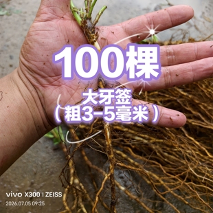 蔷小薇日本白花无刺蔷薇实生根大牙签苗嫁接根接月季玫瑰砧木移栽
