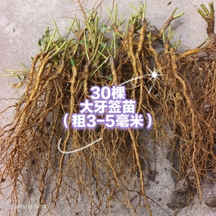 蔷小薇日本白花无刺蔷薇实生根大牙签苗移栽嫁接月季玫瑰砧木根接