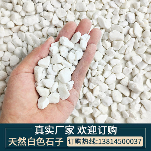 庭院阳台枯山水鹅卵石小白多肉