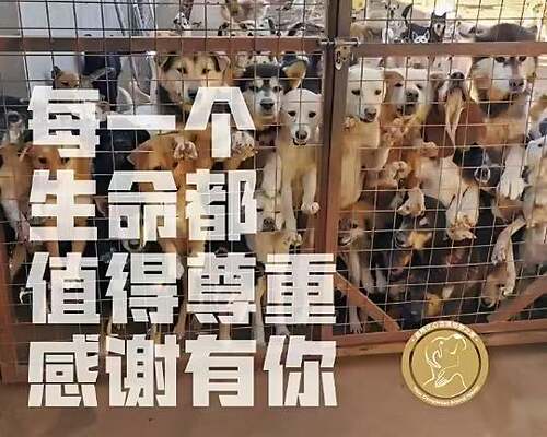 小动物救助站文创车载香片猫猫狗狗纪念照片（10张为一套包邮）