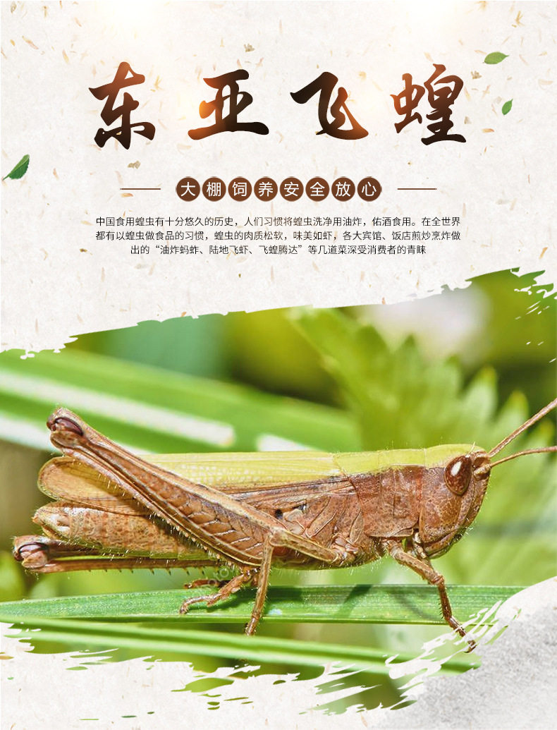 活体冷冻公母带籽包邮蚂蚱蝗虫
