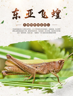活体冷冻公母带籽包邮蚂蚱蝗虫