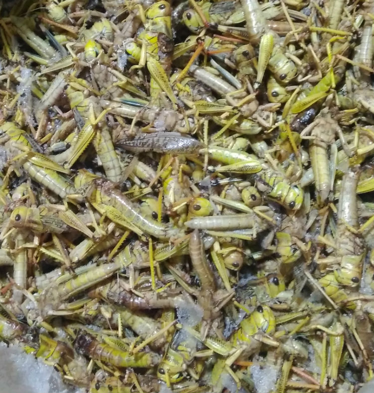 新鲜蚂蚱东亚飞蝗纯公活体冷冻