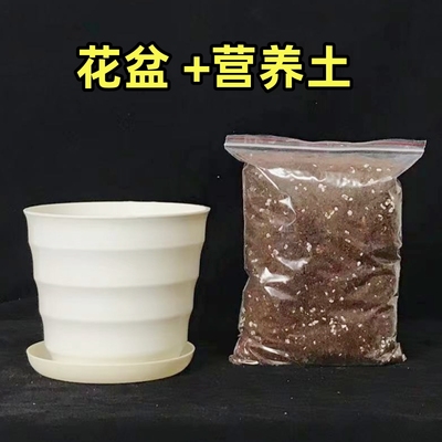 塑料白盆吸水盆花盆带土