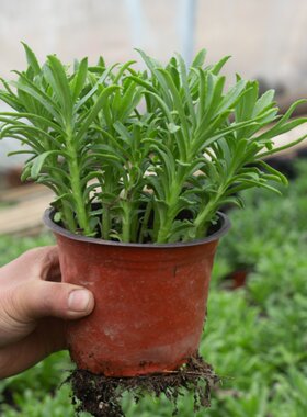 蚊子叮咬止痒草中药盆栽养心菜种苗救心菜可食用费菜景天三七苗