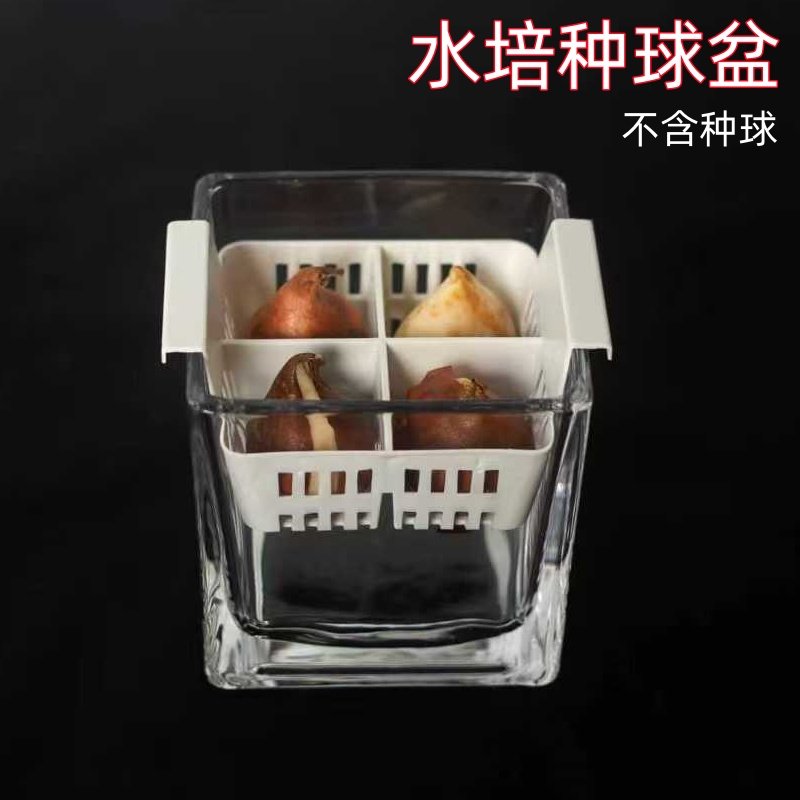 水培郁金香玻璃花盆大号风信子含塑料定植篮水养水仙种球透明器皿
