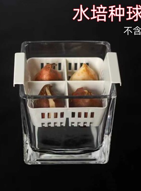 水培郁金香玻璃花盆大号风信子含塑料定植篮水养水仙种球透明器皿