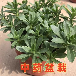 蚊子叮咬止痒草中药盆栽养心菜种苗救心菜可食用费菜景天三七苗