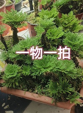卷柏1号链接一物一拍九死还魂草绿植盆景草本迷你创意微观世界