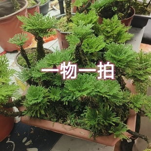 卷柏1号链接一物一拍九死还魂草绿植盆景草本迷你创意微观世界