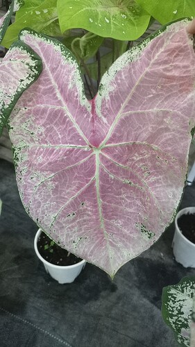 进口种球苗芭蕾舞鞋彩叶芋美观植物